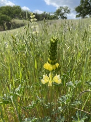 Lupinus luteolus