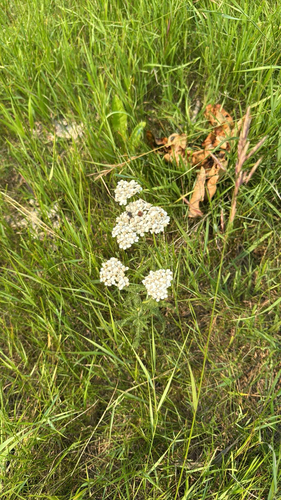 common yarrow