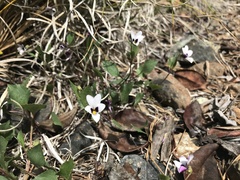 Viola cuneata