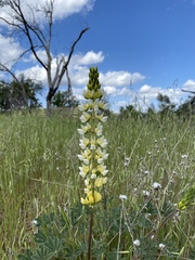 Lupinus luteolus