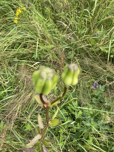 Lilium monadelphum, photograph 6