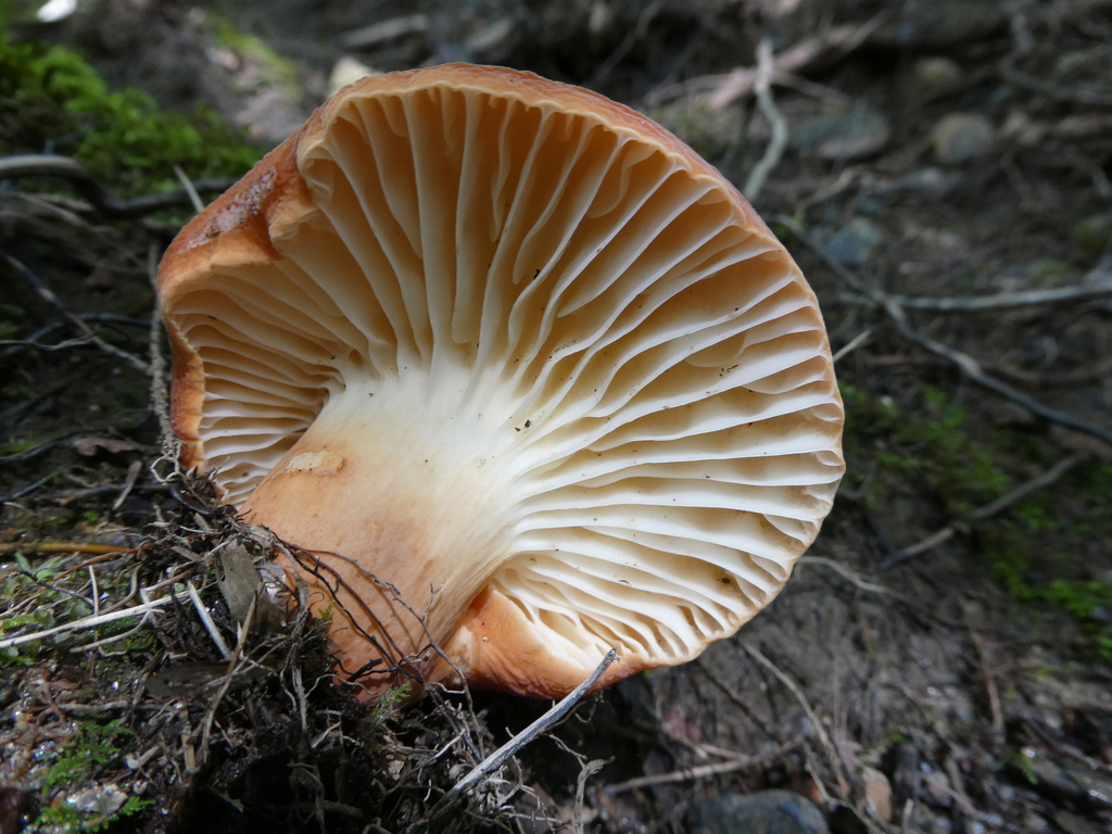 hygrophorus milkcap · August 2026 · photo: Photo: no rights reserved · iNaturalist