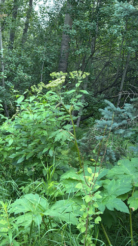 common cowparsnip