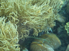 Sclerophytum flexibilis