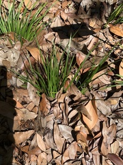Carex planostachys
