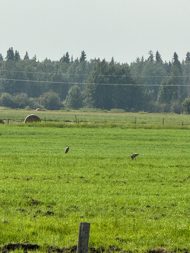 Sandhill Crane