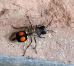 Hoplomutilla spinosa