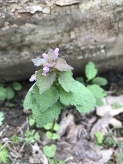Lamium purpureum purpureum