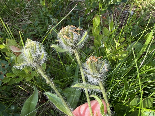 Hieracium alpinum, photograph 6