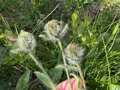 Hieracium alpinum, photograph (c) Katrin Simon, some rights reserved (CC BY)