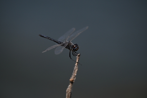 Black Pennant