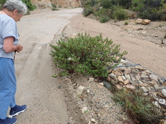 Pelargonium quercifolium