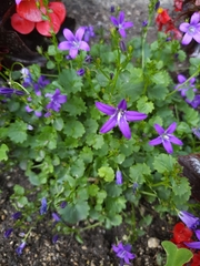 Campanula poscharskyana