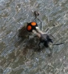 Hoplomutilla spinosa