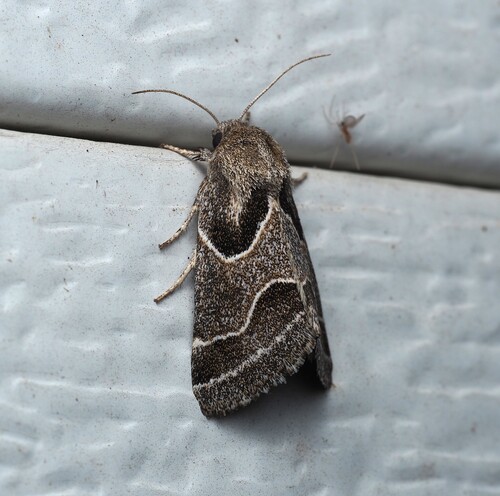 Ragweed Flower Moth photo 3