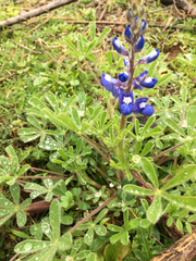 Lupinus subcarnosus