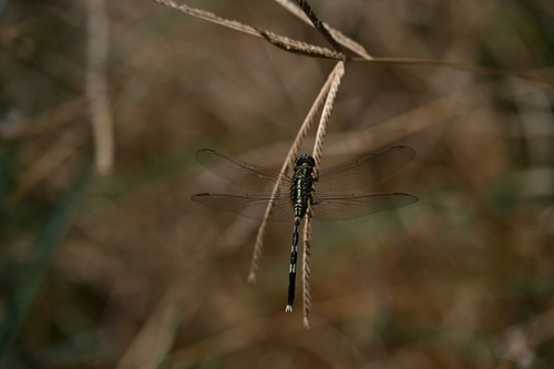 Slender Skimmer
