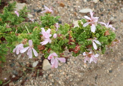 Pelargonium quercifolium