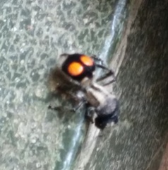 Hoplomutilla spinosa