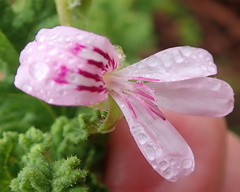 Pelargonium quercifolium