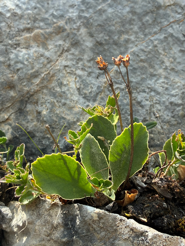 Primula auricula, photograph 5