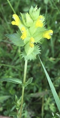 Rhinanthus serotinus