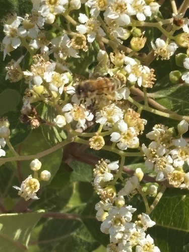 Western Honey Bee seen in Sonoma Valley
