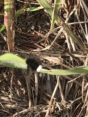 Ogcodocera leucoprocta