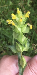 Rhinanthus serotinus