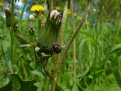 Holcostethus sphacelatus