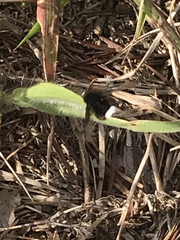 Ogcodocera leucoprocta