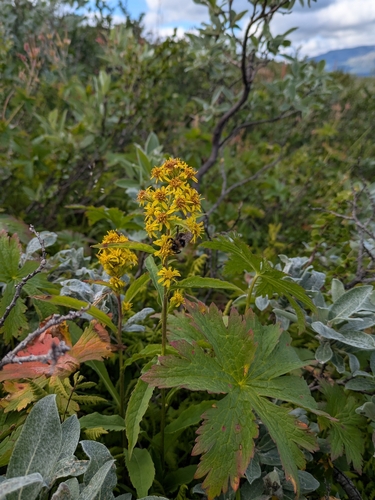 European goldenrod