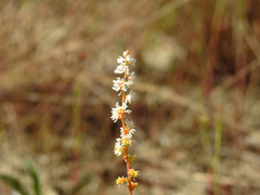 Sesamoides spathulifolia
