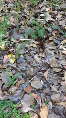 Galvarinus chilensis