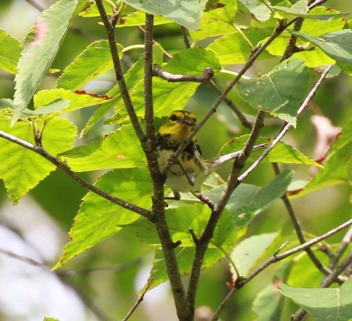 Setophaga virens image