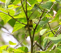 Setophaga virens image