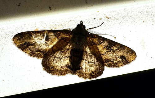 Cleora repetita