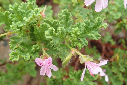 Image of Pelargonium quercifolium by no rights reserved