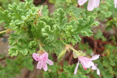 Pelargonium quercifolium