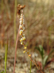 Sesamoides spathulifolia