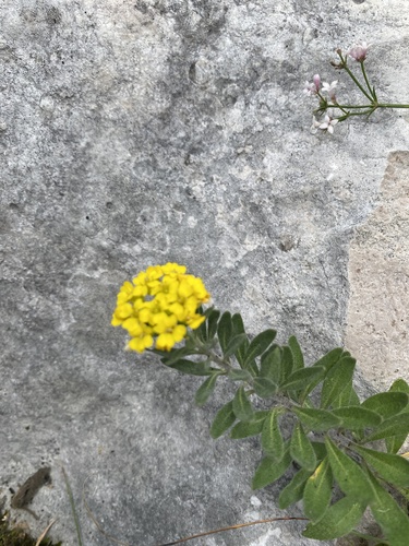 Alyssum trichostachyum, photograph 3