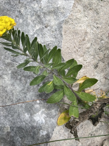 Alyssum trichostachyum, photograph 2
