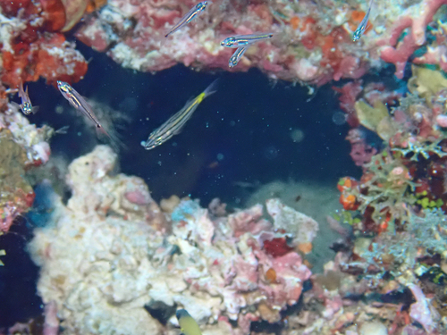 Mini cardinalfish (Ostorhinchus neotes) — Apogonidae — 4