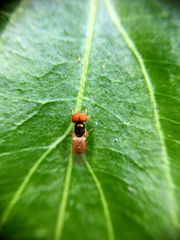 Microchrysa flaviventris