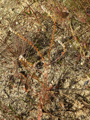 Sesamoides spathulifolia