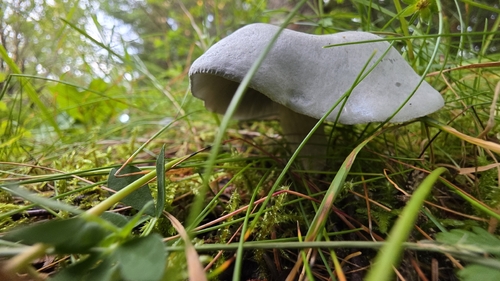 Aniseed Funnel