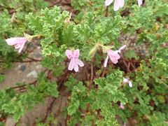 Pelargonium quercifolium