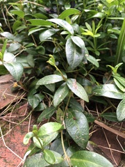 Vinca minor