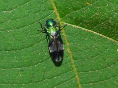 Coraebus hastanus ephippiatus