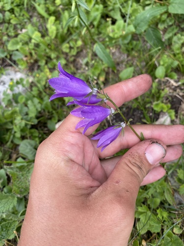 Campanula collina, photograph 2